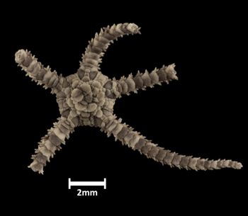 Media type: image;   Invertebrate Zoology OPH-3726 Description: Top of brittle star with a view of the disc.;  Aspect: dorsal